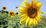 Damian on bees : Bees flys over a sunflower in a sunflower field in Lopburi province